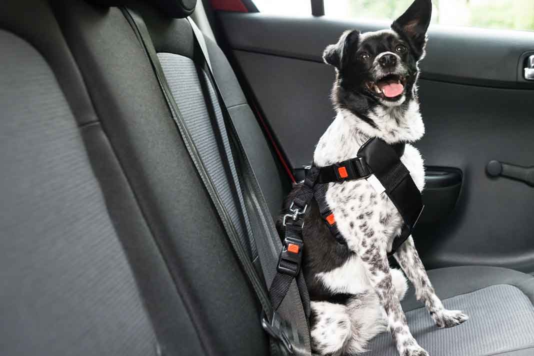 Considering a Car Seat Belt for Your Dog