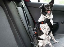 Considering a Car Seat Belt for Your Dog