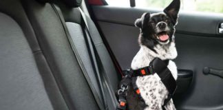 Considering a Car Seat Belt for Your Dog