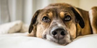 CBD Oil for Dogs: An Effective, Natural Solution for Dog Anxiety