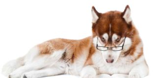 Ditch the Dog Bowl: The Importance of Mental Stimulation in Dog Ownership