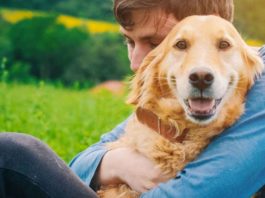 How Your Anxious Dog Can Benefit from CBD Oil