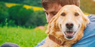 How Your Anxious Dog Can Benefit from CBD Oil