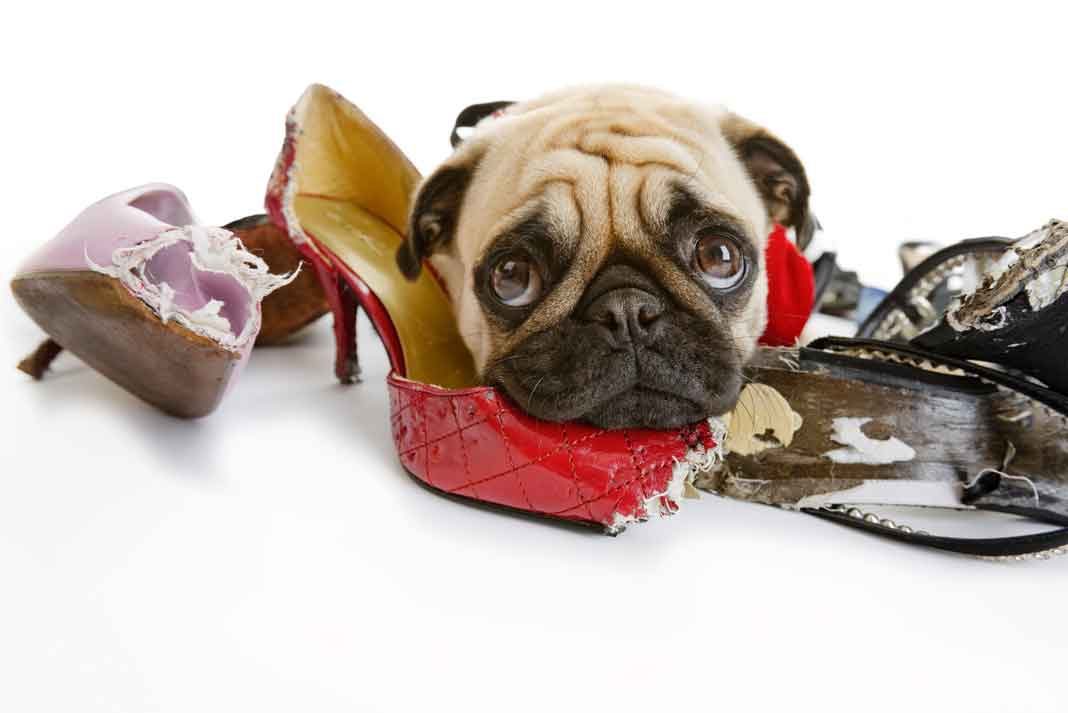 5 Steps to Stop Destructive Chewing in Your Dog