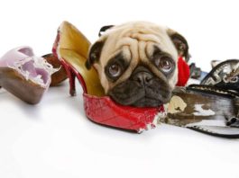 5 Steps to Stop Destructive Chewing in Your Dog