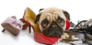 5 Steps to Stop Destructive Chewing in Your Dog