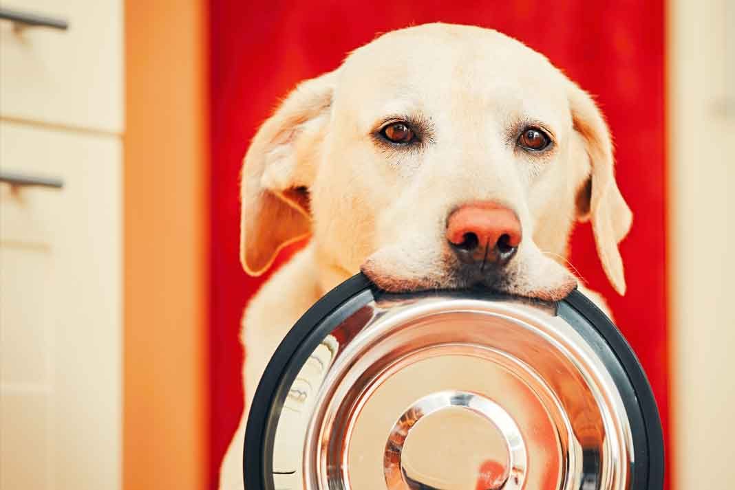 Choosing the Right Bowl for Your Dog