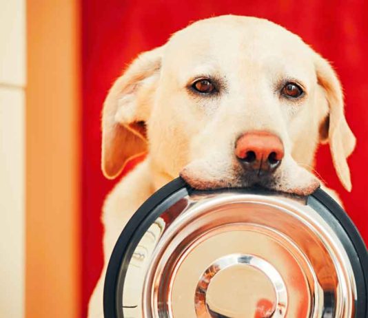 Choosing the Right Bowl for Your Dog