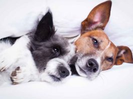 Dog Anxiety: 3 Natural Remedies That Provide Relief