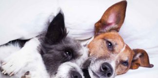 Dog Anxiety: 3 Natural Remedies That Provide Relief