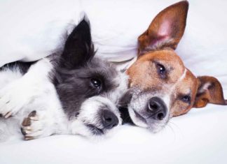 Dog Anxiety: 3 Natural Remedies That Provide Relief