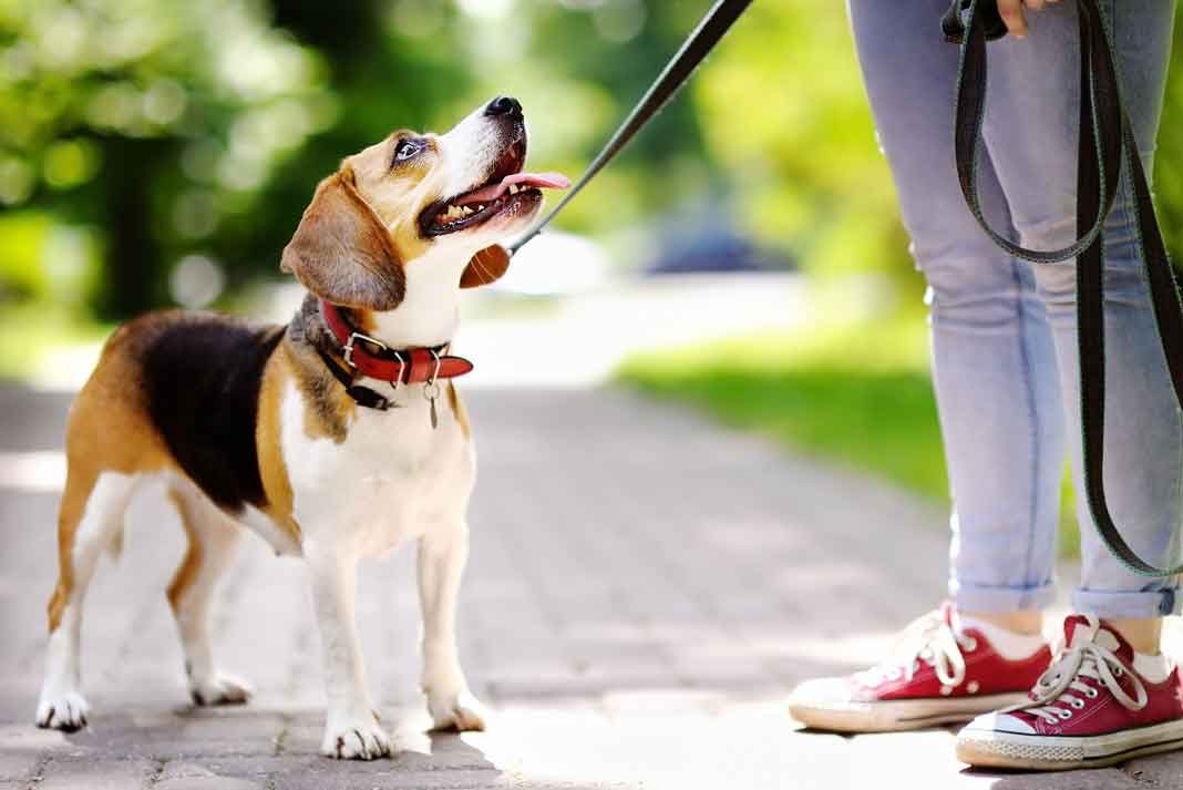 How to Control Your Dog During Walks