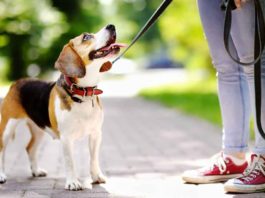 How to Control Your Dog During Walks