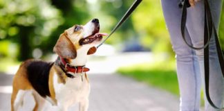 How to Control Your Dog During Walks