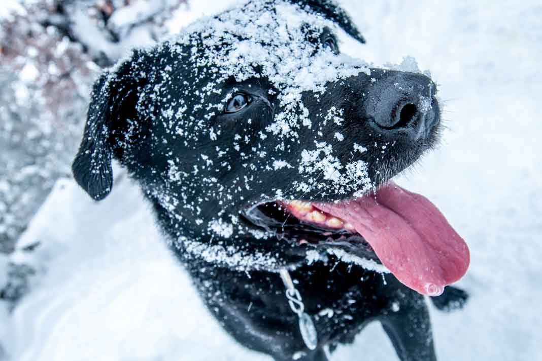 Winter Tips for Outdoor Dogs