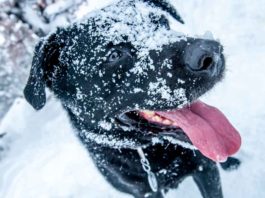 Winter Tips for Outdoor Dogs