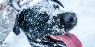 Winter Tips for Outdoor Dogs