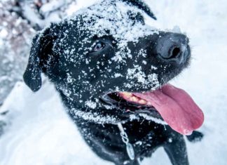 Winter Tips for Outdoor Dogs